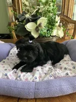 BLACK BEAUTY, a male Morkie for sale in Winter Haven, FL – Photo 9 of 9