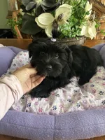 BLACK BEAUTY, a male Morkie for sale in Winter Haven, FL – Photo 6 of 9