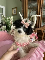 SASHA, a female Morkie for sale in Winter Haven, FL – 2 of 10