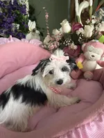 DAISY, a female Morkie for sale in Winter Haven, FL – 3 of 10