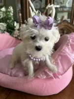 T - CUP JINNY, a female Morkie for sale in Winter Haven, FL – 2 of 10