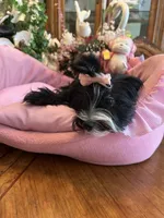 MIA, a female Morkie for sale in Winter Haven, FL – 7 of 10