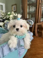 TINY VALENTINO, a male Maltese for sale in Winter Haven, FL – 6 of 8