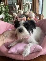 BIANCA, a female Morkie for sale in Winter Haven, FL – 9 of 10