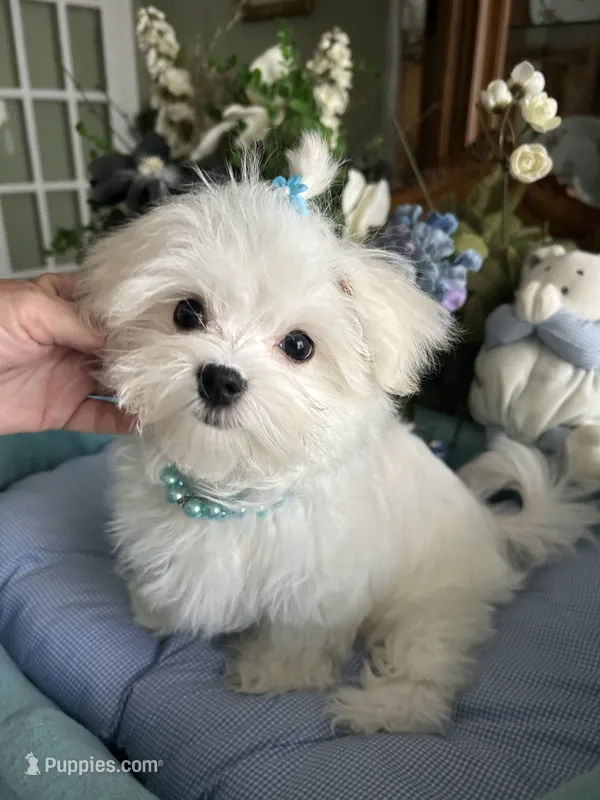 GORGEOUS MAXWELL! – Maltese puppy for sale in Winter Haven, FL