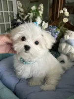 GORGEOUS MAXWELL!, a male Maltese for sale in Winter Haven, FL – 1 of 10
