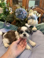 HARLEY, a male Shih Tzu for sale in Winter Haven, FL – 4 of 10