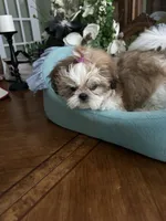 BAXTER, a male Shih Tzu for sale in Winter Haven, FL – 5 of 10