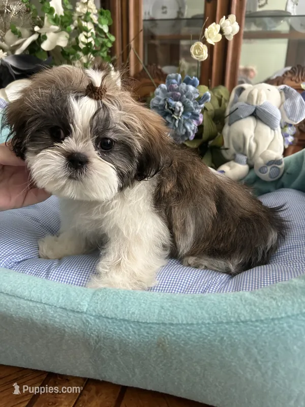 HARLEY – Shih Tzu puppy for sale in Winter Haven, FL