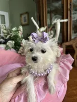 T - CUP JINNY, a female Morkie for sale in Winter Haven, FL – 10 of 10