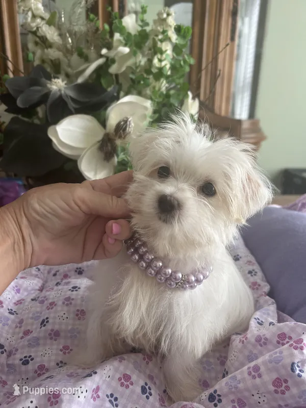 JASPER – Morkie puppy for sale in Winter Haven, FL