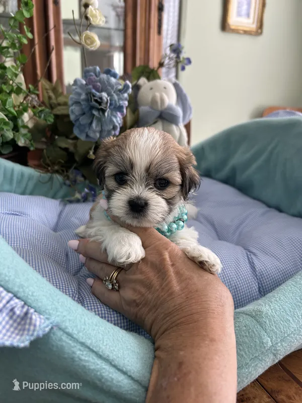 OLLIE – Mal Shi puppy for sale in Winter Haven, FL