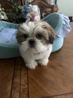 BAXTER, a male Shih Tzu for sale in Winter Haven, FL – 7 of 10