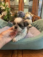 HARLEY, a male Shih Tzu for sale in Winter Haven, FL – 1 of 10