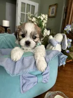 OLLIE, a male Mal Shi for sale in Winter Haven, FL – 10 of 10