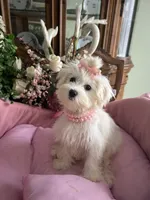 ANNIE, a female Maltese for sale in Winter Haven, FL – 3 of 10