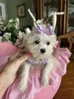 T - CUP JINNY, a female Morkie for sale in Winter Haven, FL – 9 of 10