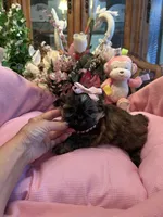 JASMINE, a female Shih Tzu for sale in Winter Haven, FL – 5 of 10