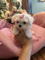 ANGELICA, a female Maltese for sale in Winter Haven, FL – 4 of 9