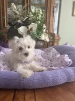 JASPER, a male Morkie for sale in Winter Haven, FL – 4 of 10
