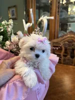 ANGELICA, a female Maltese for sale in Winter Haven, FL – 6 of 9