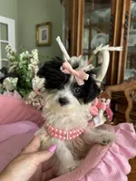 SASHA, a female Morkie for sale in Winter Haven, FL – 4 of 10