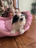 BELLA, a female Morkie for sale in Winter Haven, FL – 6 of 10