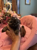 JASMINE, a female Shih Tzu for sale in Winter Haven, FL – 4 of 10