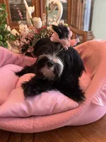 MIA, a female Morkie for sale in Winter Haven, FL – 1 of 10