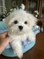 GORGEOUS MAXWELL!, a male Maltese for sale in Winter Haven, FL – 2 of 10