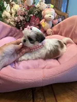 HAZEL, a female Shih Tzu for sale in Winter Haven, FL – 6 of 8