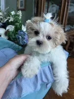 ARCHIE, a male Shih Tzu for sale in Winter Haven, FL – 5 of 10