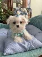 TINY VALENTINO, a male Maltese for sale in Winter Haven, FL – 4 of 8