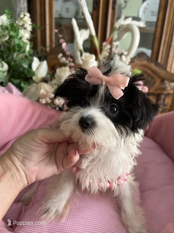 SASHA – Morkie puppy for sale in Winter Haven, FL