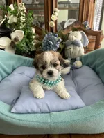 OLLIE, a male Mal Shi for sale in Winter Haven, FL – 6 of 10