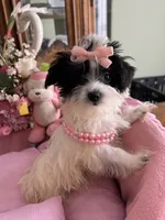 SASHA, a female Morkie for sale in Winter Haven, FL – 6 of 10