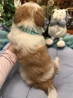 GUCCI, a male Morkie for sale in Winter Haven, FL – 10 of 10