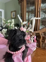 LUCY, a female Morkie for sale in Winter Haven, FL – 2 of 10