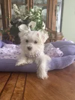 JASPER, a male Morkie for sale in Winter Haven, FL – 3 of 10