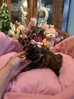 JASMINE, a female Shih Tzu for sale in Winter Haven, FL – 8 of 10