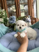 GABRIELLE, JR, a male Maltese for sale in Winter Haven, FL – 3 of 10
