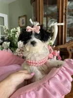 SASHA, a female Morkie for sale in Winter Haven, FL – 5 of 10