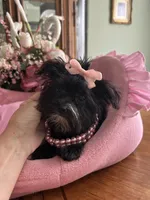 LUCY, a female Morkie for sale in Winter Haven, FL – 6 of 10