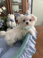 TINY VALENTINO, a male Maltese for sale in Winter Haven, FL – 5 of 8