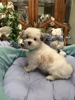 GIOVANNI, a male Morkie for sale in Winter Haven, FL – 8 of 8