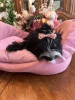 MIA, a female Morkie for sale in Winter Haven, FL – 6 of 10