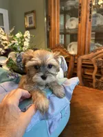 JASPER, a male Morkie for sale in Winter Haven, FL – 6 of 8
