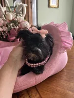LUCY, a female Morkie for sale in Winter Haven, FL – 9 of 10