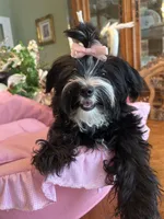 MIA, a female Morkie for sale in Winter Haven, FL – 9 of 10