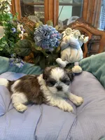 HARLEY, a male Shih Tzu for sale in Winter Haven, FL – 9 of 10